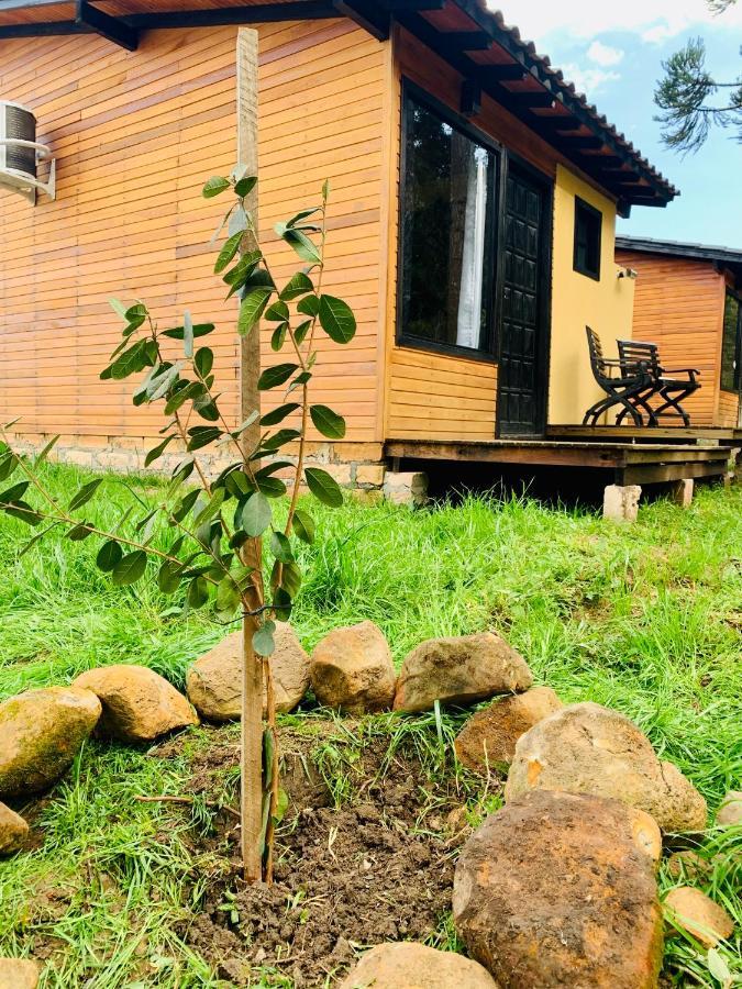 Flor De Goiaba * Urubici